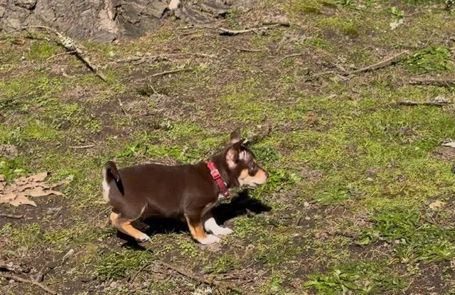 Snickers thumbnail 4