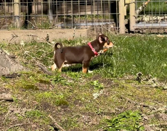 Snickers thumbnail 5