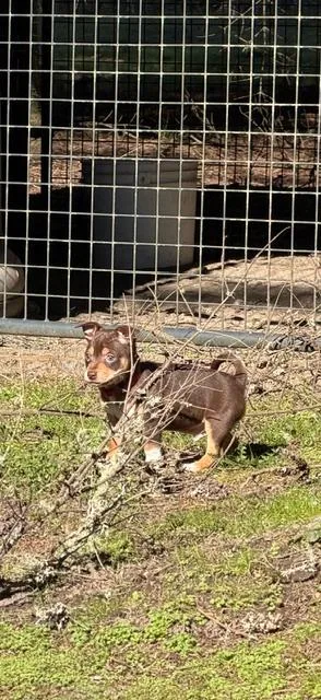 Snickers thumbnail 6