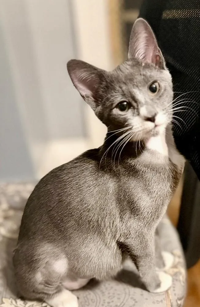 A baby medium-sized female Gray & White Domestic Short Hair cat named Sophie for adoption in Chicago, IL