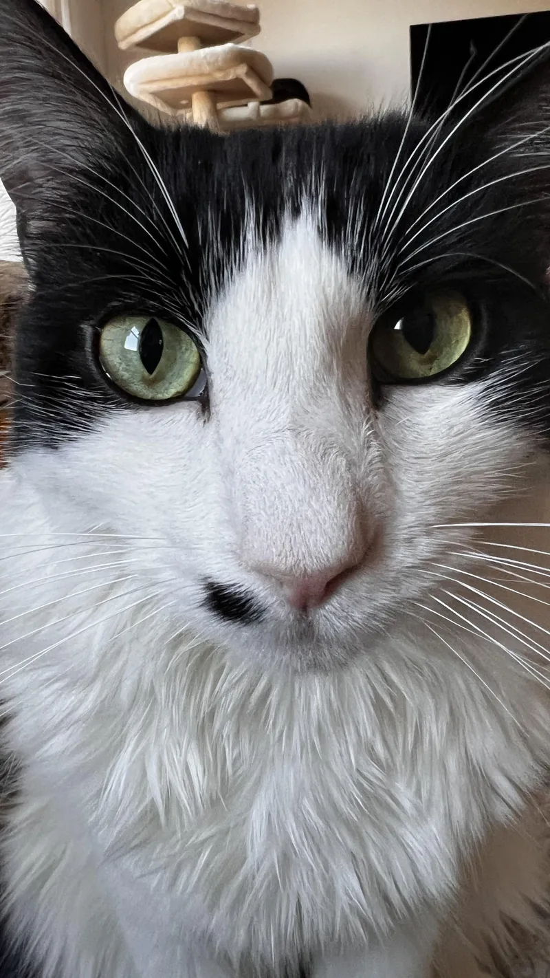 Sullivan thumbnail 2