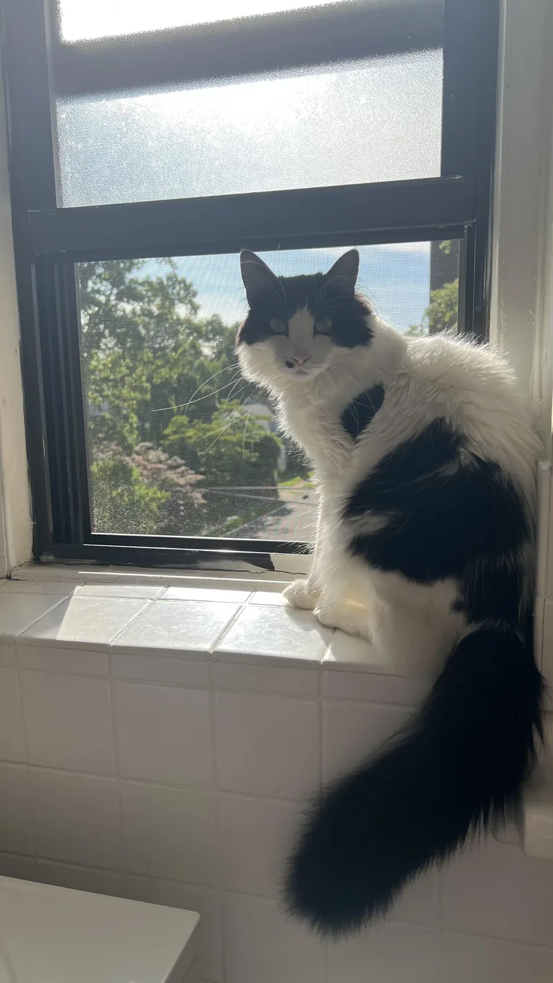 Sullivan thumbnail 3