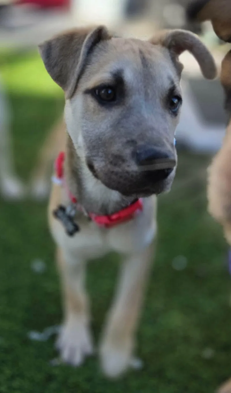 Lola thumbnail 3