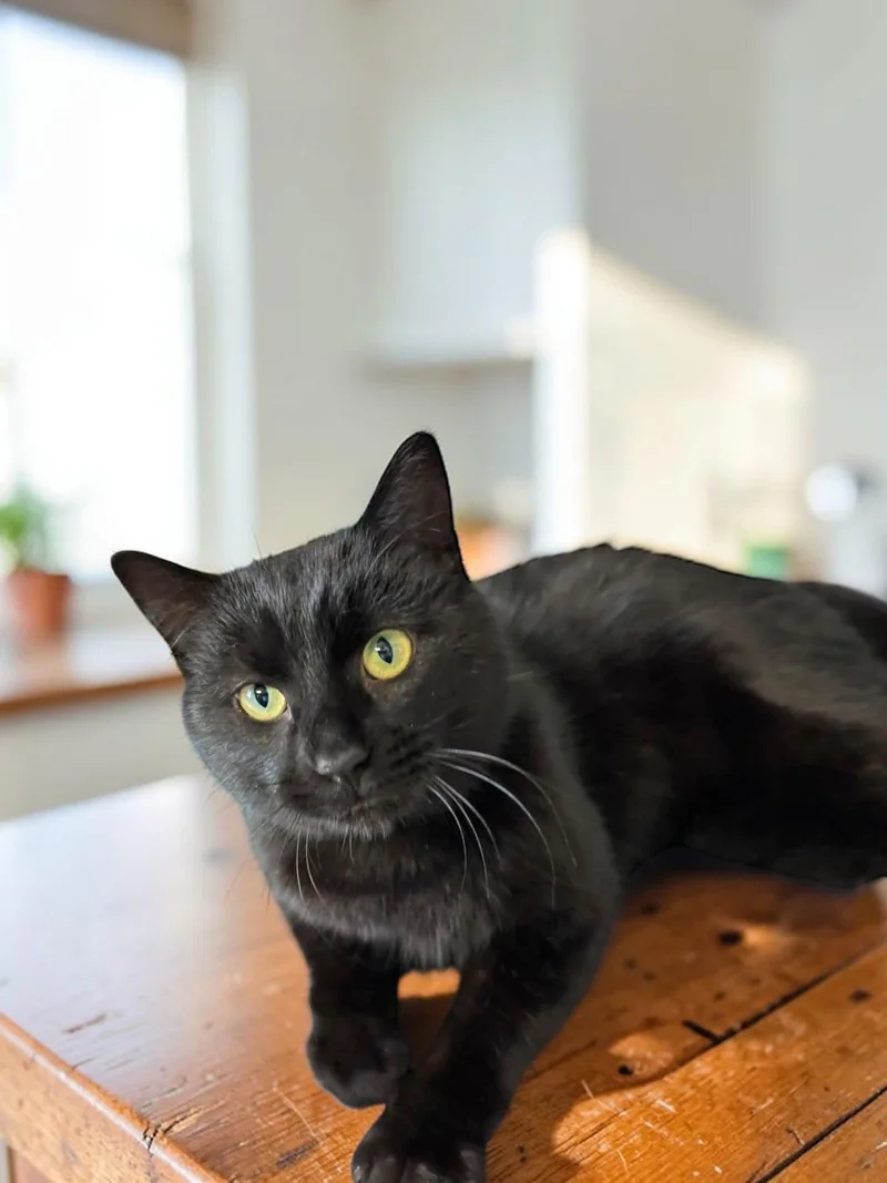 Midnight thumbnail 2