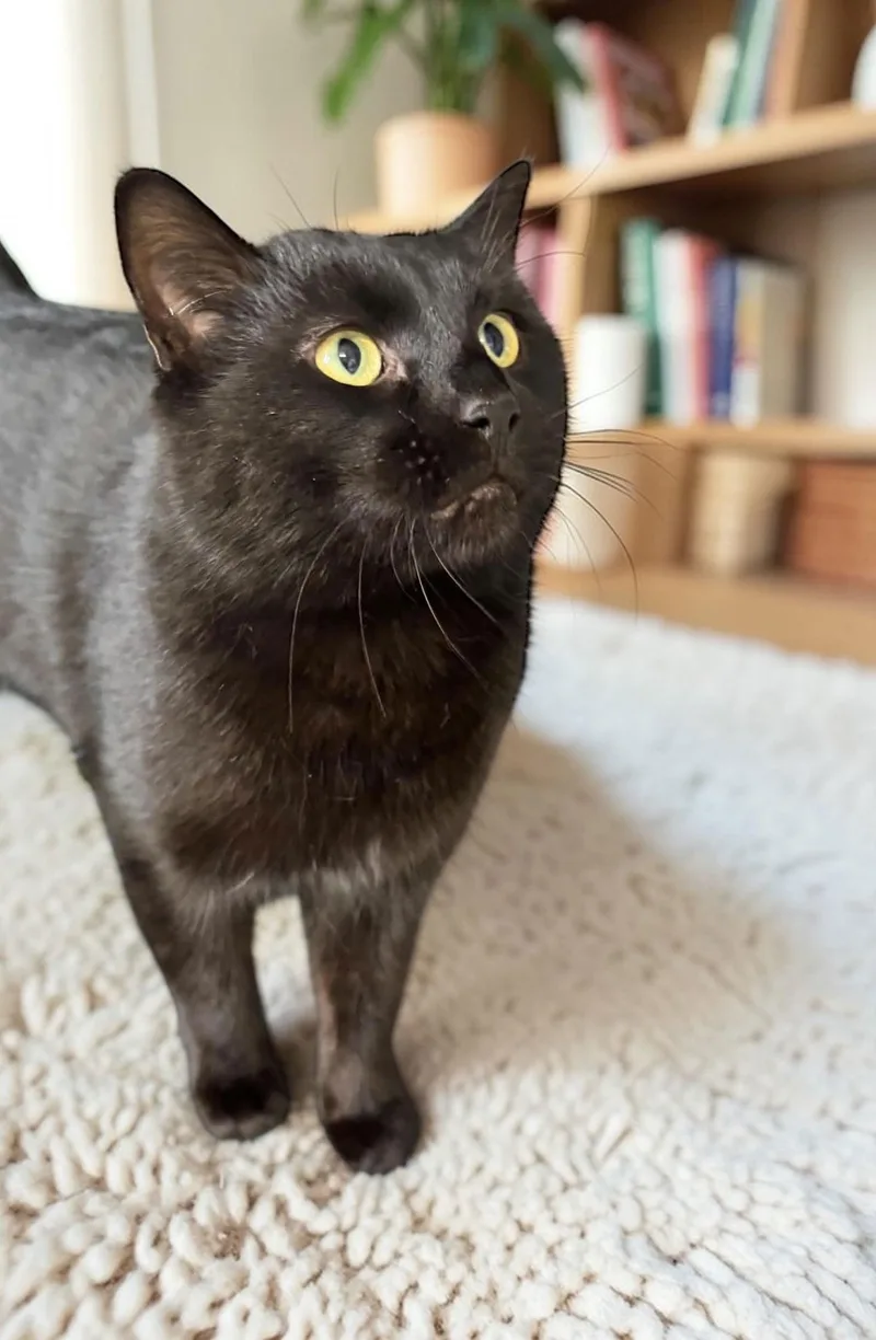 Midnight thumbnail 3