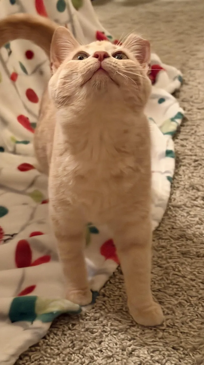 A young medium-sized male Domestic Short Hair cat named Leo for adoption in Bloomsburg, PA