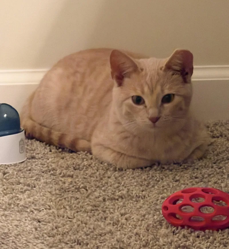 Leo thumbnail 3