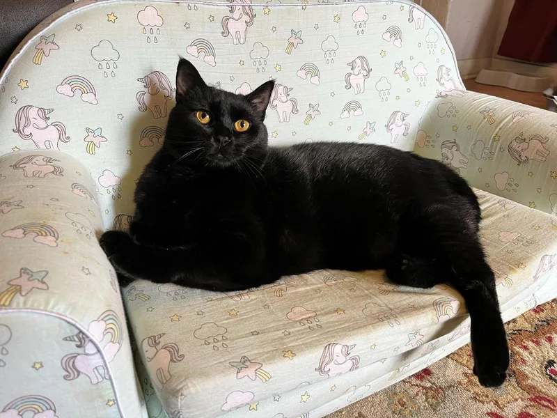 Goose & Moxie Offered