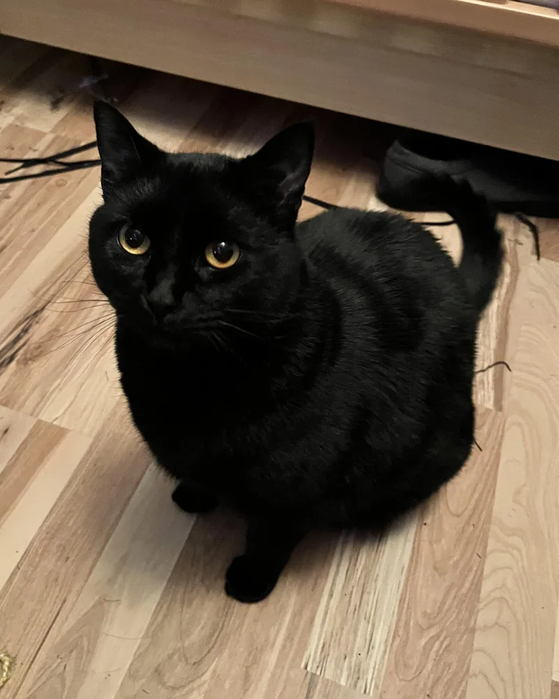 Goose & Moxie Offered thumbnail 2