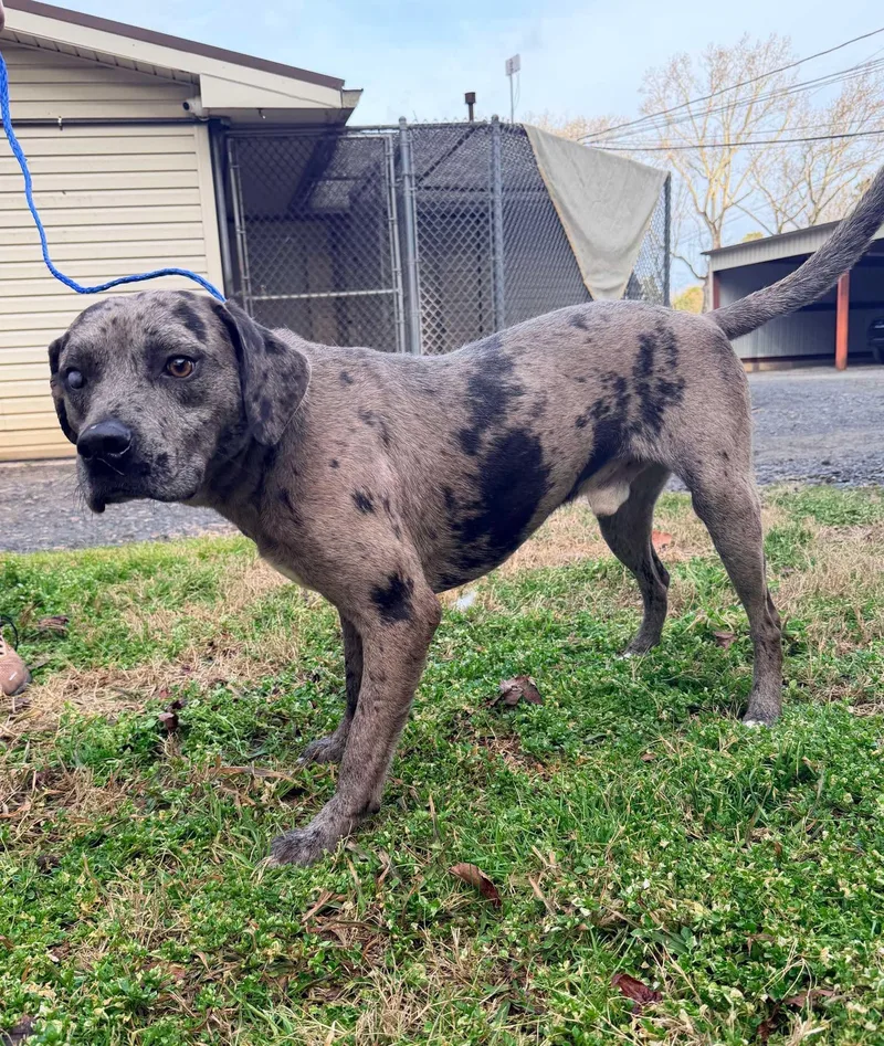 Kringle  La thumbnail 2