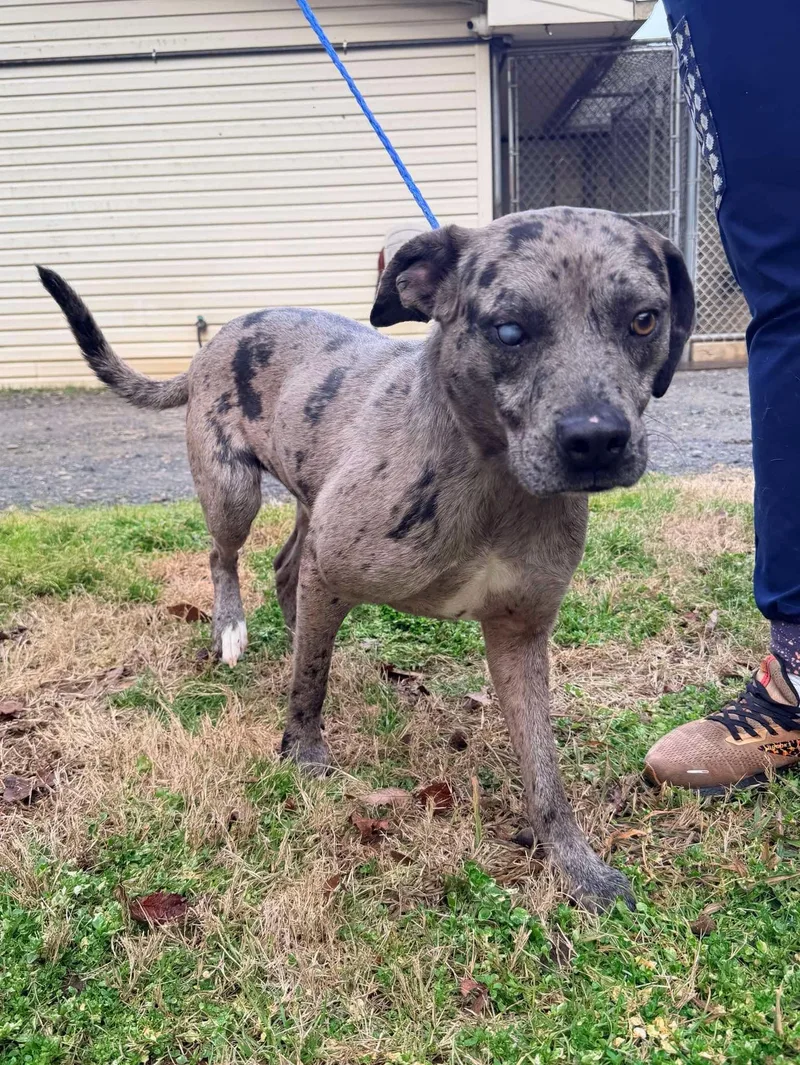 Kringle  La thumbnail 3