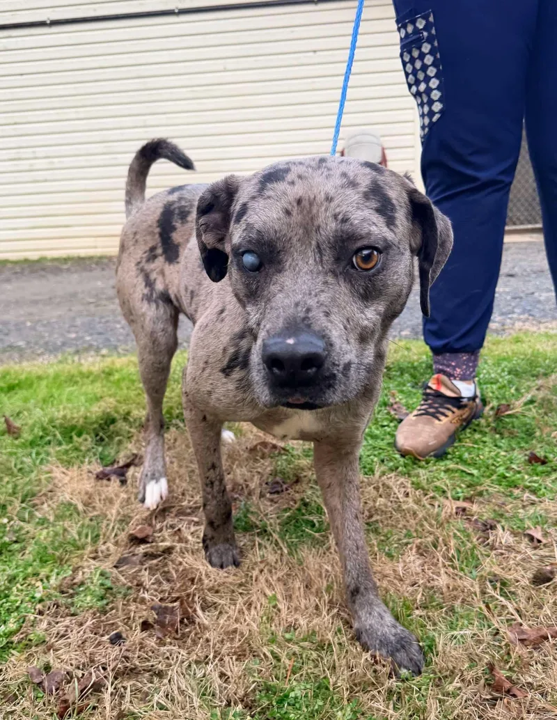 Kringle  La thumbnail 5