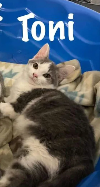 Toni
