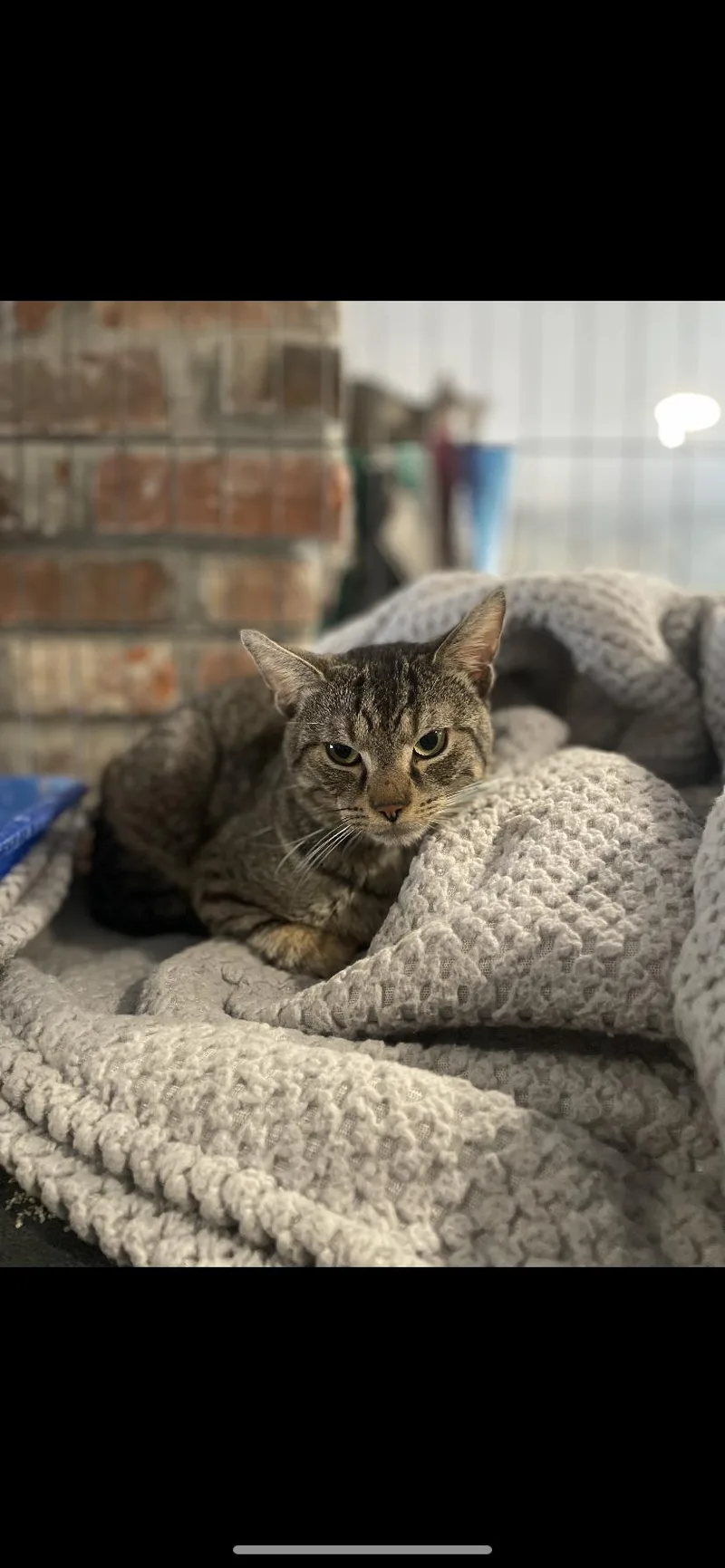 A young medium-sized male Domestic Short Hair cat named Spike for adoption in Waveland, IN