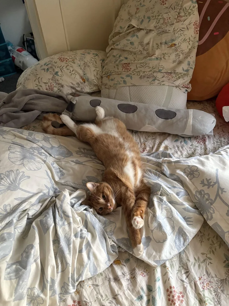 Sweet Potato thumbnail 2