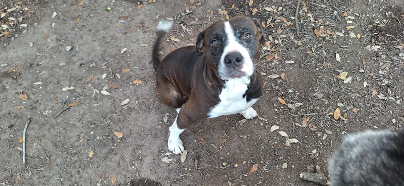 Mellow And Canela thumbnail 2