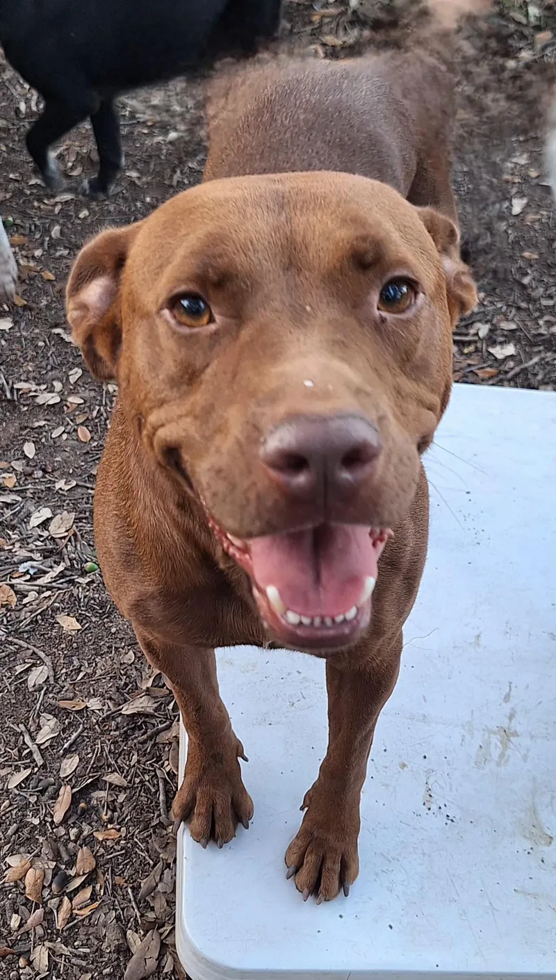 Mellow And Canela thumbnail 3