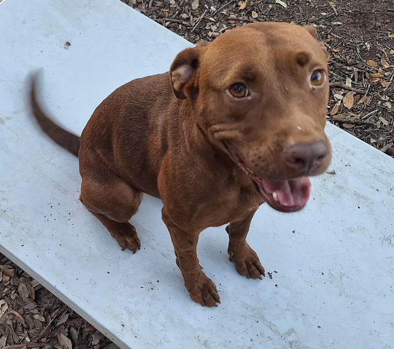 Mellow And Canela thumbnail 4