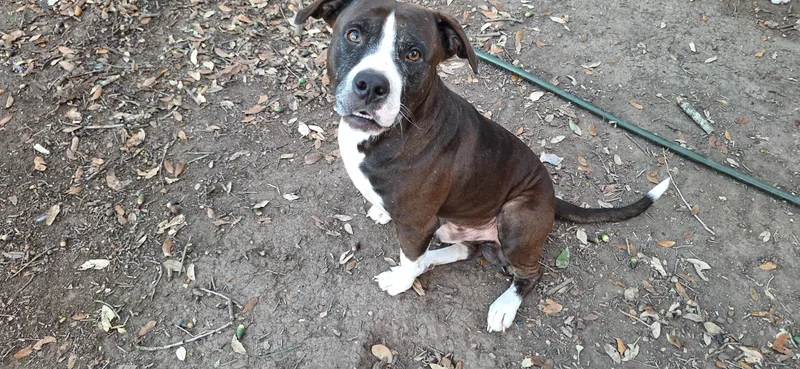 Mellow And Canela thumbnail 5