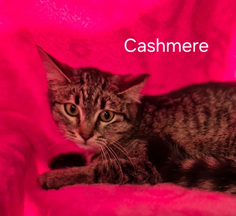 Cashmere
