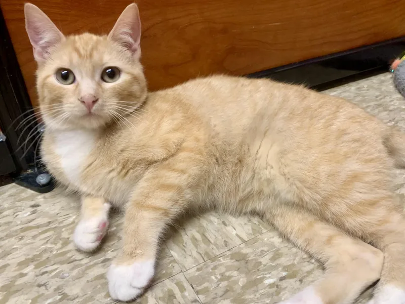 Buttons & Russell  thumbnail 2