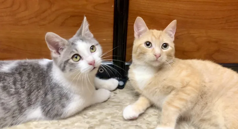 Buttons & Russell  thumbnail 3