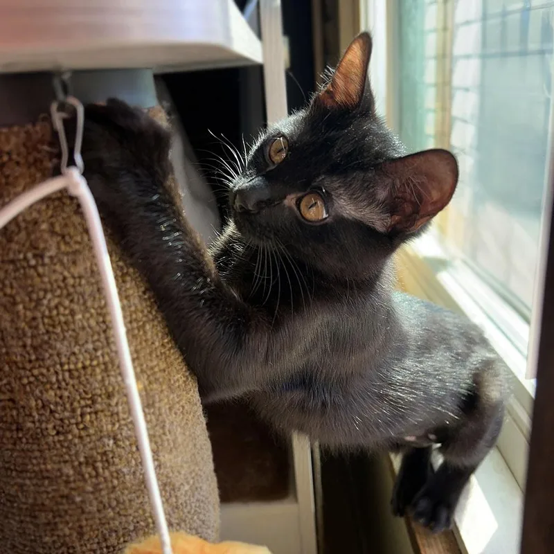 Clea Sophia thumbnail 2