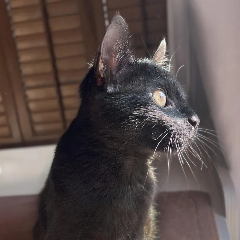 Clea Sophia thumbnail 3