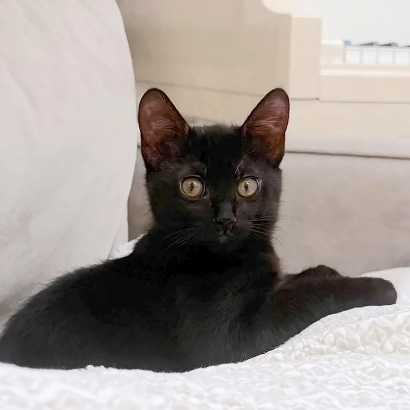 Clea Sophia thumbnail 5