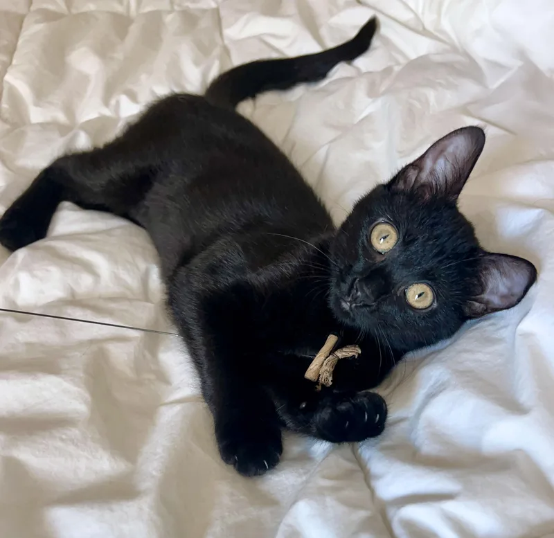 Clea Sophia thumbnail 6