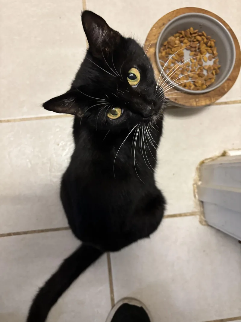 Whiskers thumbnail 3