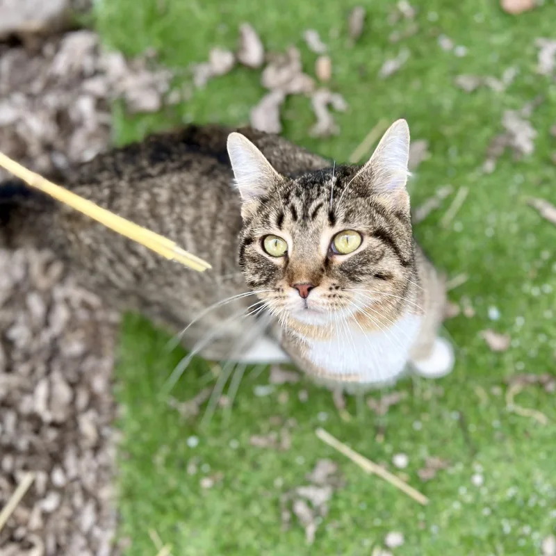 White Sox Sally thumbnail 2