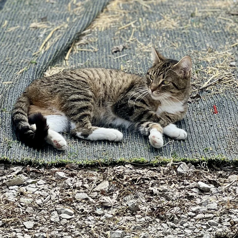 White Sox Sally thumbnail 3