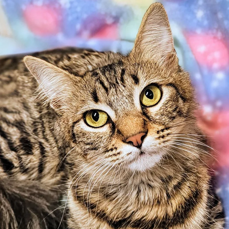 Gracie Rancho Cucamonga