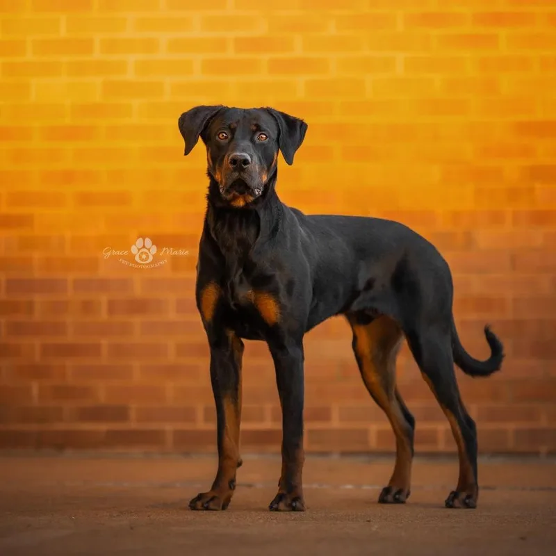 Pad Thai thumbnail 2