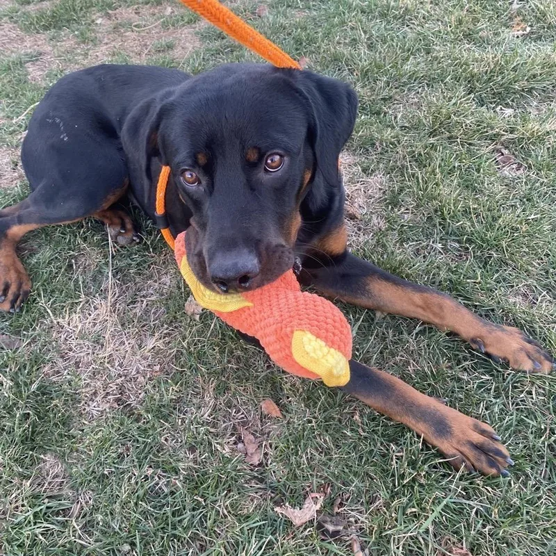 Pad Thai thumbnail 3