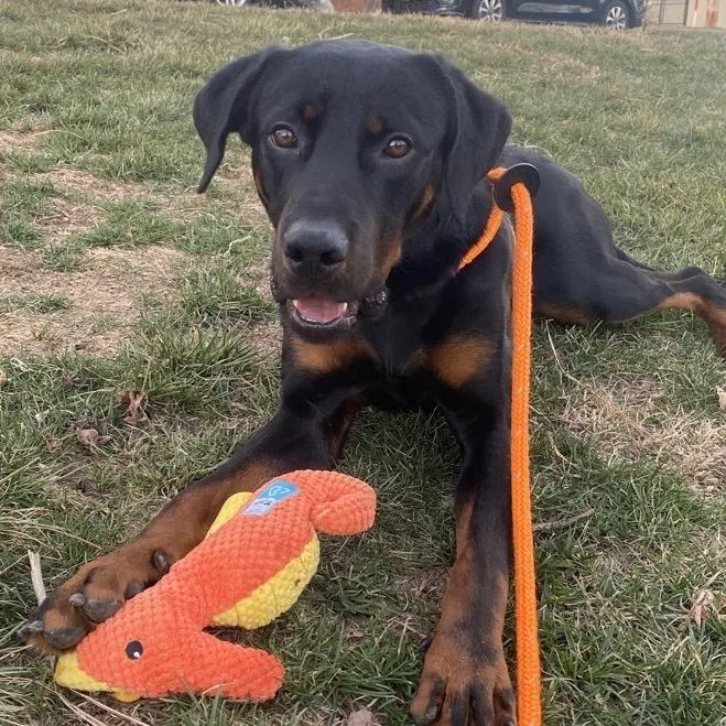 Pad Thai thumbnail 4