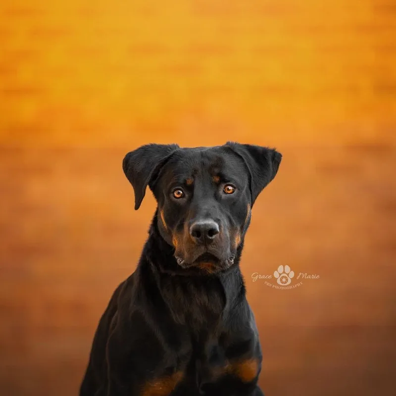 Pad Thai thumbnail 5