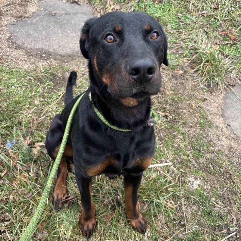 Pad Thai thumbnail 6