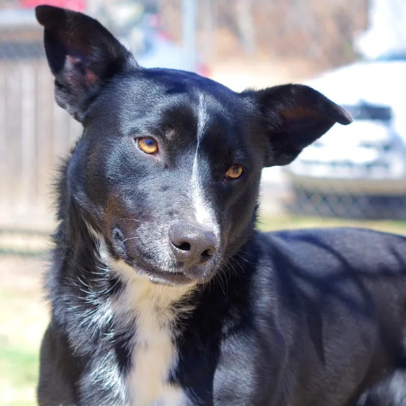 Lil Angus thumbnail 3