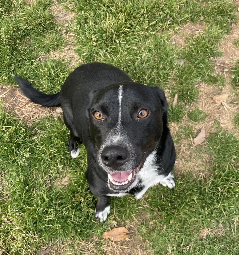 Lil Angus thumbnail 4