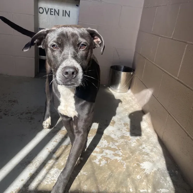 Lilly Pepper thumbnail 3