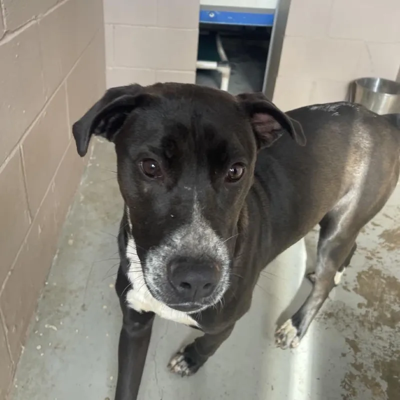 Lilly Pepper thumbnail 4