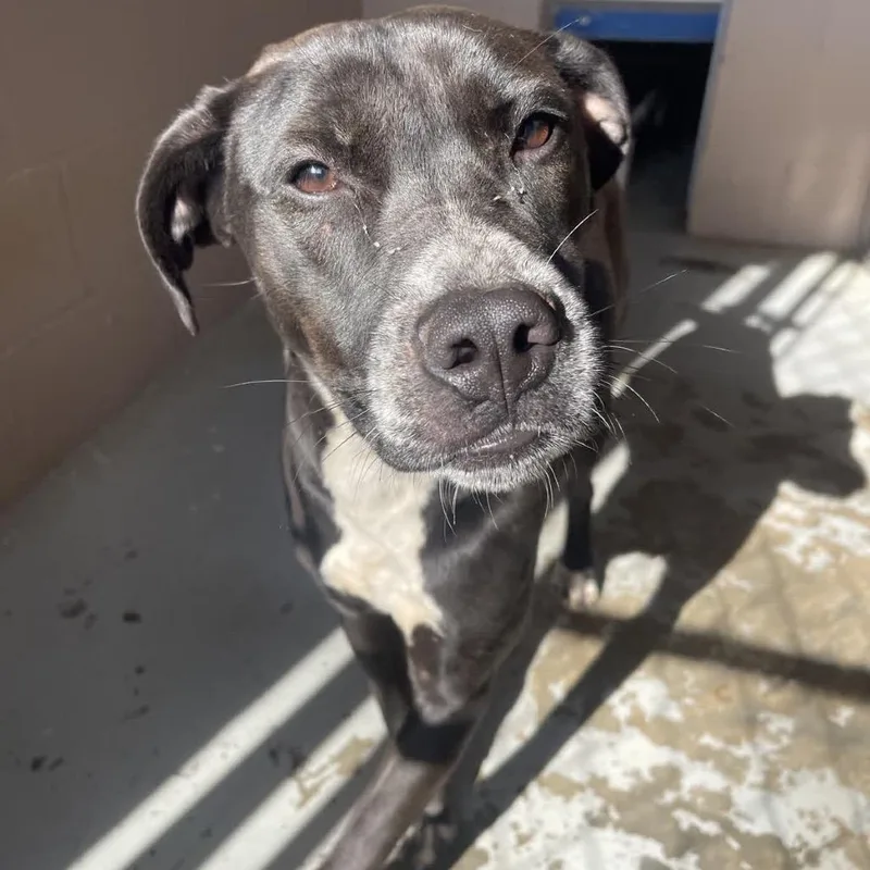 Lilly Pepper thumbnail 5