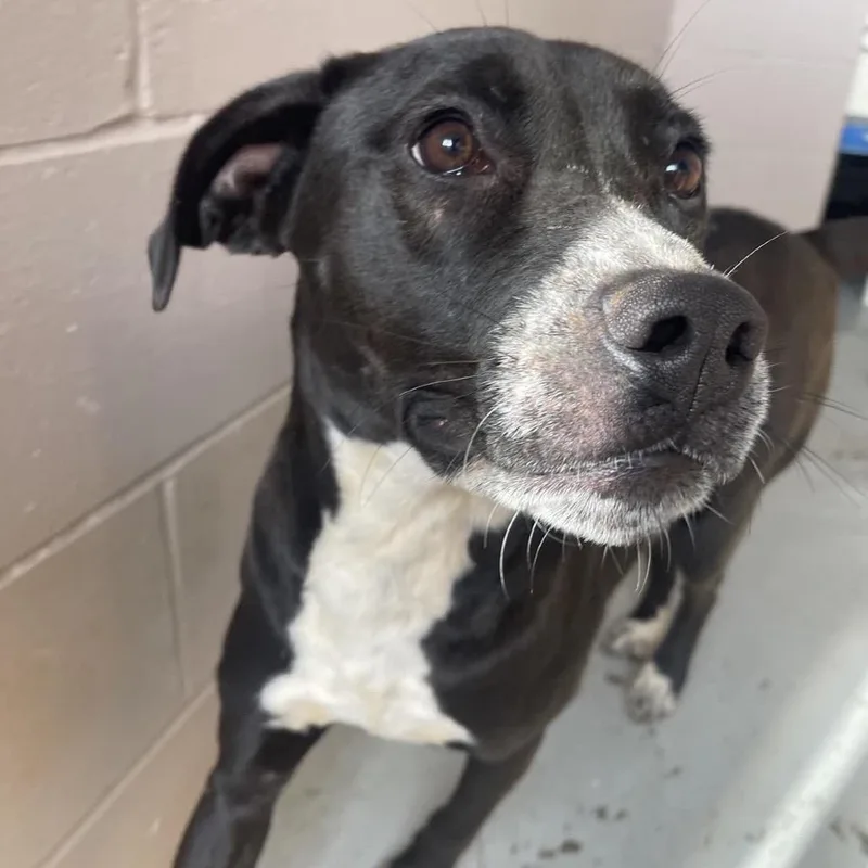 Lilly Pepper thumbnail 6