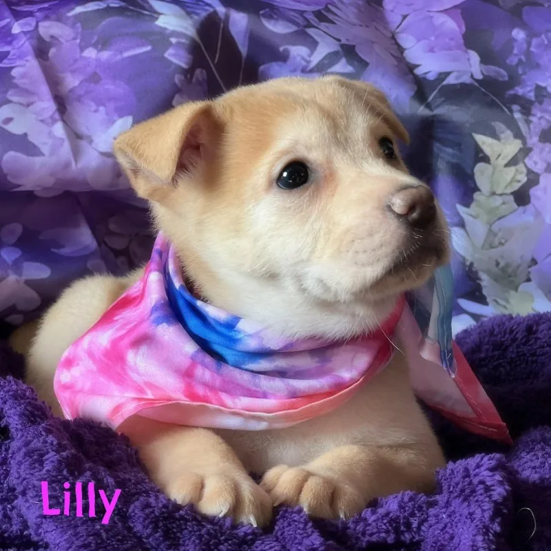 Lily
