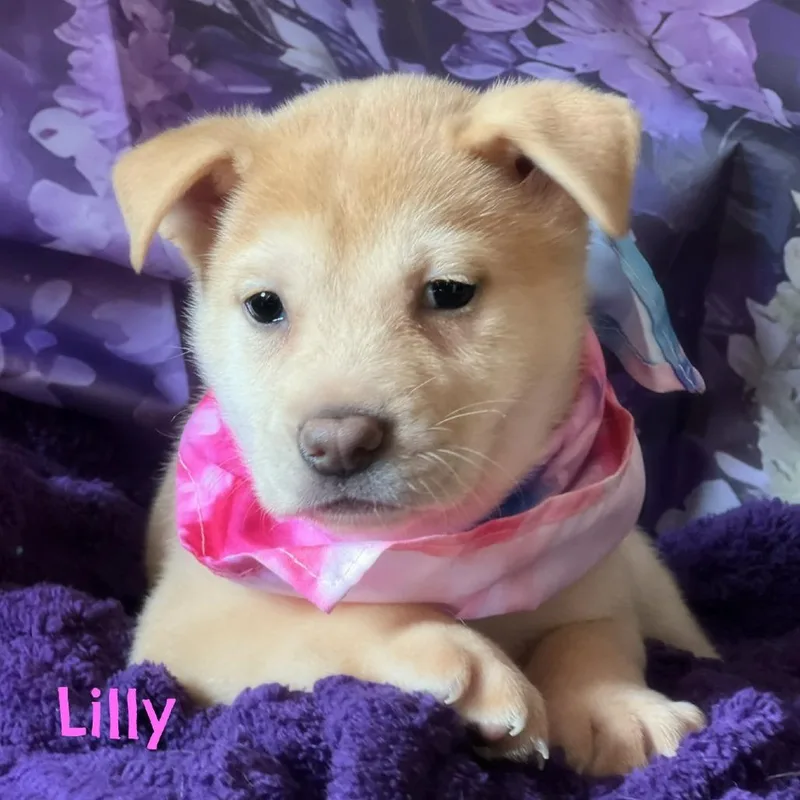 Lily thumbnail 2