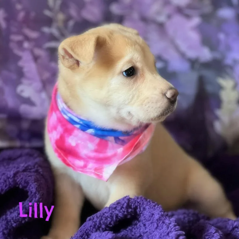 Lily thumbnail 3