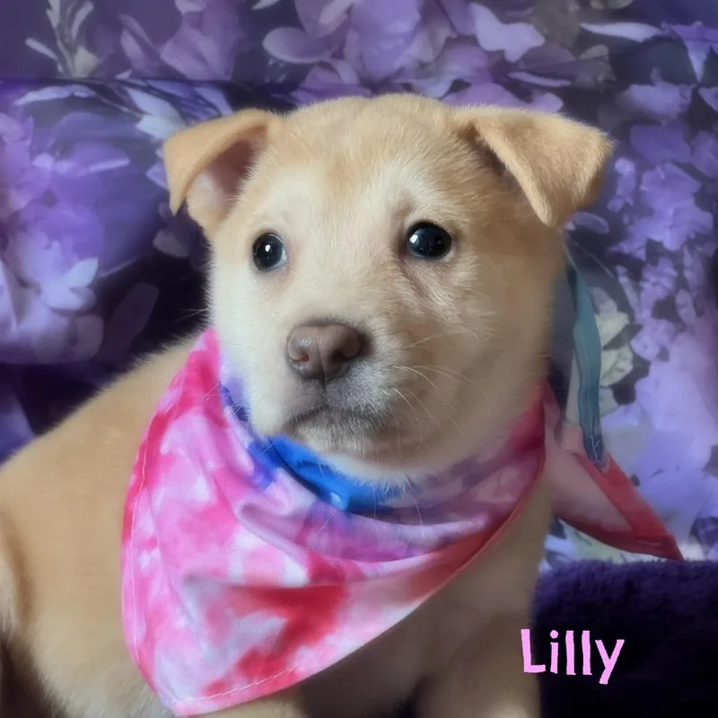 Lily thumbnail 4