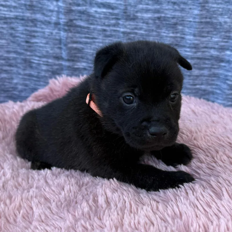 Joy Faith thumbnail 2